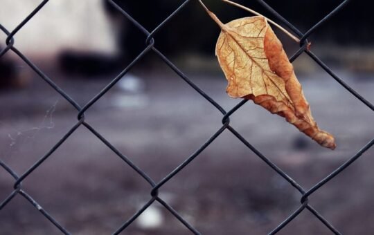 BTC trades listless and the MOVE index spikes in a sign of increased volatility in the U.S. Treasury notes. (TradingView/CoinDesk)