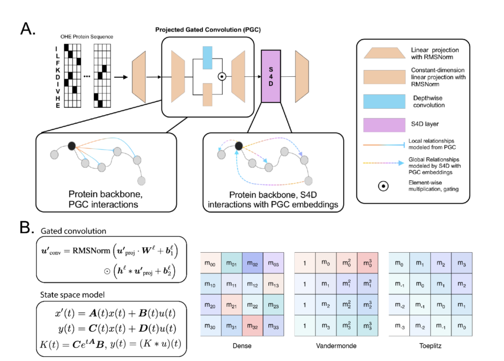Lyra: A Computationally Efficient Subquadratic Architecture for Biological Sequence Modeling