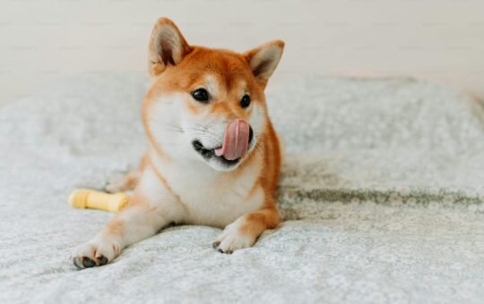 Shiba Inu