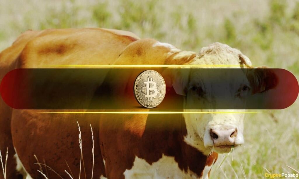 Bitcoin's Next Bull Run Depends on This Single On-Chain Indicator