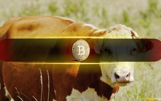 Bitcoin's Next Bull Run Depends on This Single On-Chain Indicator