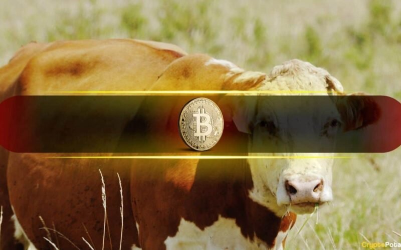 Bitcoin's Next Bull Run Depends on This Single On-Chain Indicator
