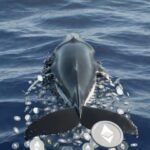 Ethereum whale Trend Research unwinds ETH position as losses reach $747M