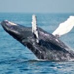 Bitcoin Whales Go Shopping: 10,000 BTC Accumulated In 3 Days