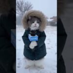 #news#cinematic#viral #new #aitransformations#ai #visualtransformation #cat #Visual Feastروائع بصرية